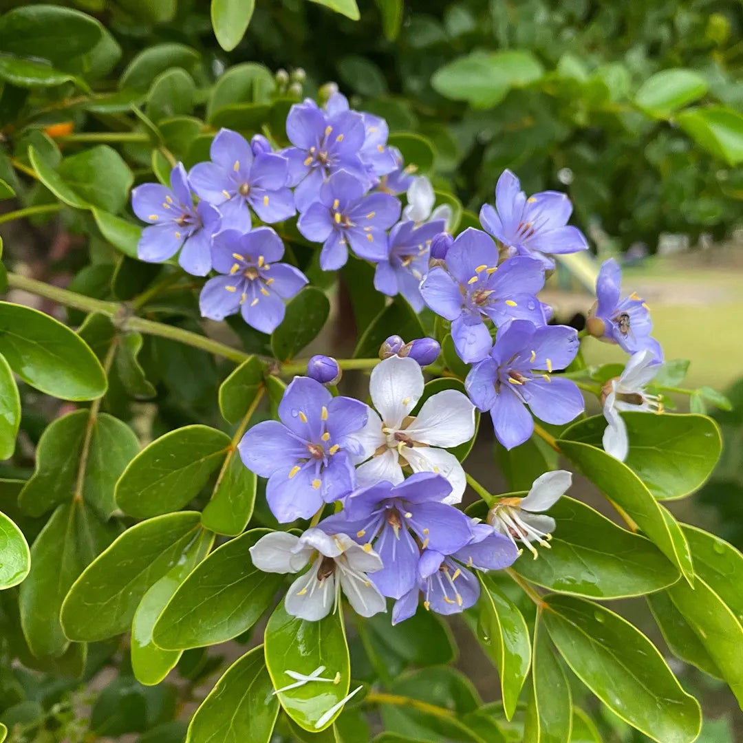 Blue Lignum Vitae Flower seeds for Planting - Premium Quality, Heirloom & GMO Free Seeds for Home Garden
