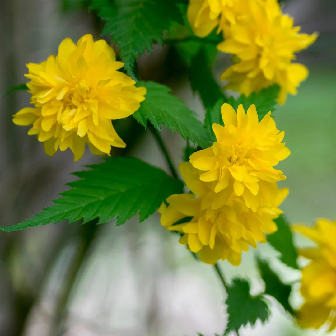 Yellow Kerria Japonica Flower seeds for Planting - Low Maintenance, Heirloom & GMO Free Seeds for Home Garden