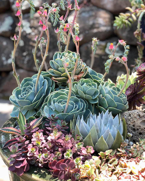 Blue Maguey Aloe Flower seeds for Planting - Easy to Grow, Heirloom & GMO Free Seeds for Home Garden
