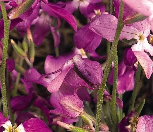 Pink EveningScented Flower Seeds for Planting Garden Favorite Heirloom & GMO Free Seeds for Home Garden
Sale