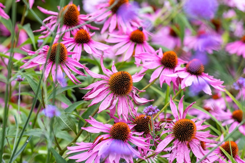 Pink ConeFlower seeds for Planting - Easy to Grow, Heirloom & GMO Free Seeds for Home Garden
