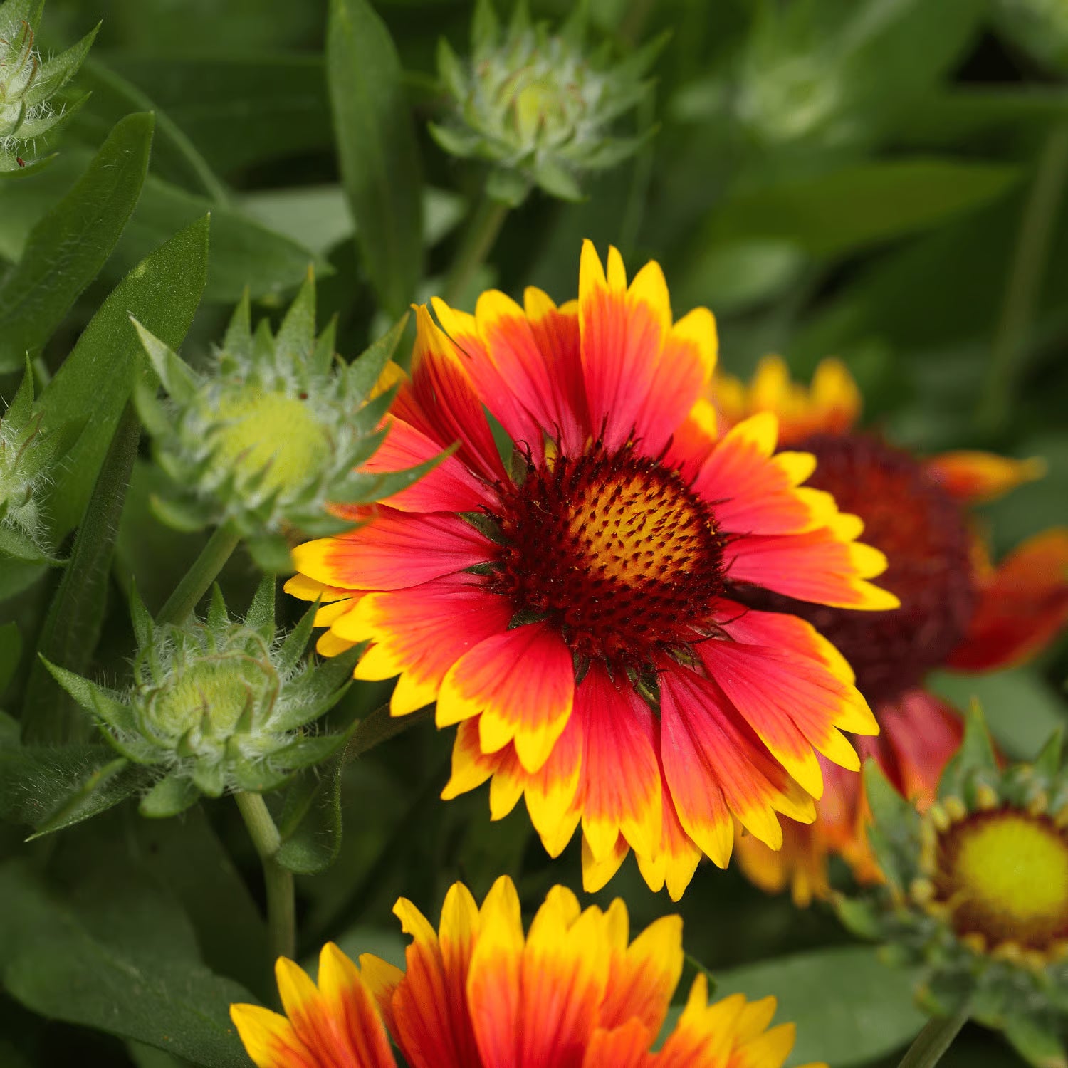 Yellow Red Aristata Flower Seeds for Garden Planting Vibrant Blooms