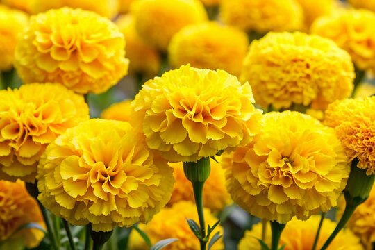 Dark Yellow Carnation Flower Seeds for Planting Shade Tolerant Heirloom & GMO Free Seeds for Home Garden
Sale