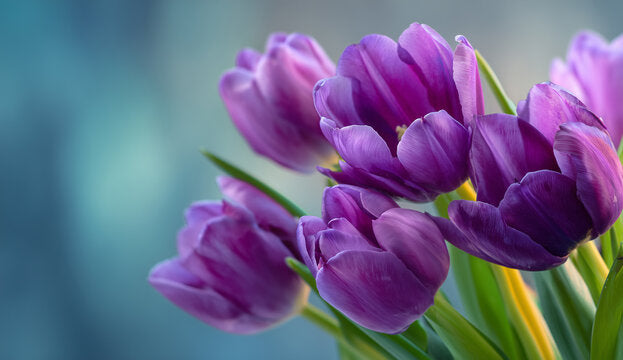 Violet Tulip Flower seeds for Planting - Wildflower Mix, Heirloom & GMO Free Seeds for Home Garden