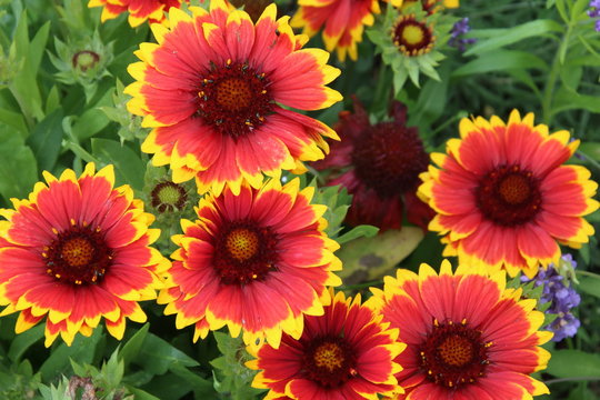 Gaillardia Aristata Flower seeds for Planting - Cut Flower Favorite, Heirloom & GMO Free Seeds for Home Garden