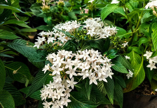 White Pentas Starla Flower seeds for Planting - Wildflower Mix, Heirloom & GMO Free Seeds for Home Garden