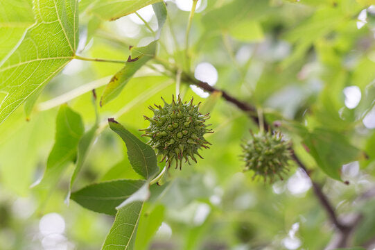 American Sweetgum Tree Seeds for Planting