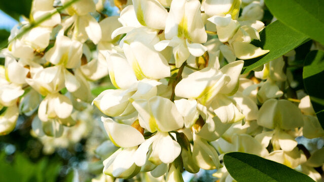 White Acacia Perennial Flower Seeds for Planting Pollinator Friendly Heirloom & GMO Free Seeds for Home Garden
Sale