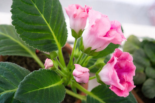 Pink Gloxinia Brocade Flower seeds for Planting - Drought Tolerant, Heirloom & GMO Free Seeds for Home Garden