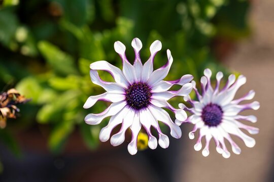Shrubby Daisy Bush Flower seeds for Planting - Wildflower Mix, Heirloom & GMO Free Seeds for Home Garden