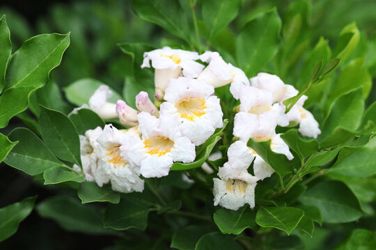 Green Radermachera Flower seeds for Planting - Colorful Display, Heirloom & GMO Free Seeds for Home Garden