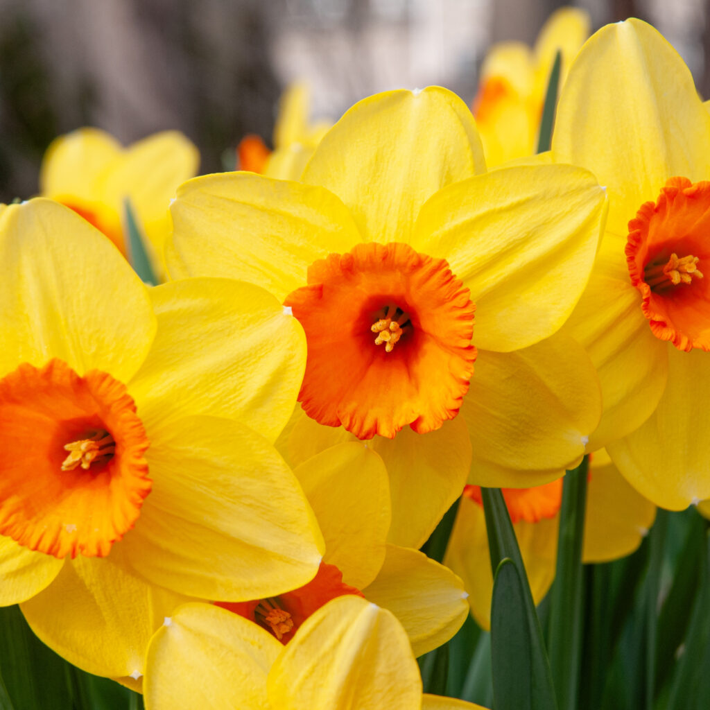 Daffodils Flower seeds for Planting - Seasonal Bloomer, Heirloom & GMO Free Seeds for Home Garden