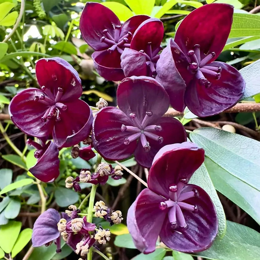 Chocolate Clematis Flower seeds for Planting - Perfect for Borders, Heirloom & GMO Free Seeds for Home Garden