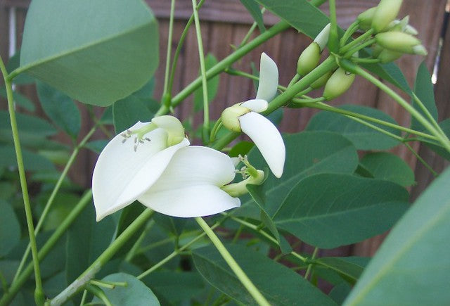White Erythrina Crista Galli Flower seeds for Planting - Cut Flower Favorite, Heirloom & GMO Free Seeds for Home Garden