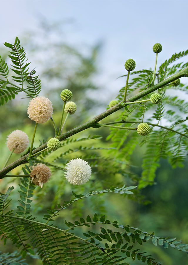 Green Desert Fern Flower seeds for Planting - Compact Growth, Heirloom & GMO Free Seeds for Home Garden