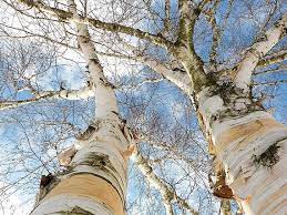 Betula Platyphylla Tree Seeds For Planting