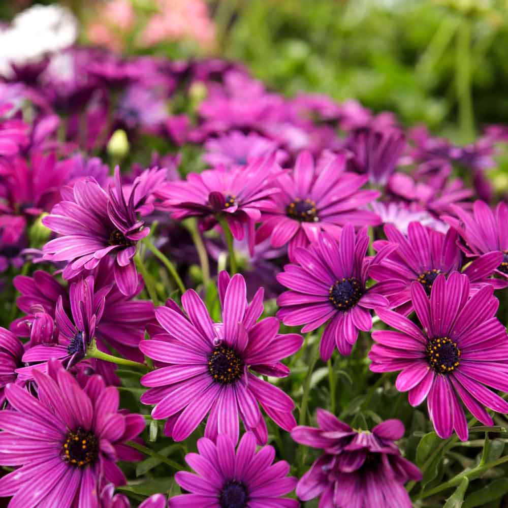 Osteospermum Flower seeds for Planting - Vibrant Colors, Heirloom & GMO Free Seeds for Home Garden