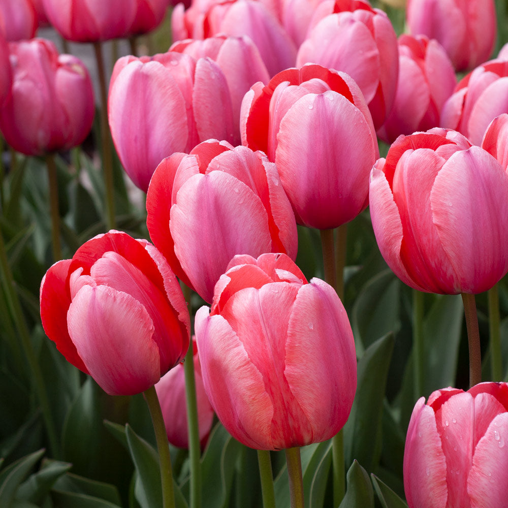 Pink White Tulip Flower Seeds blooming in flower beds, containers, borders, and pollinator-friendly gardens