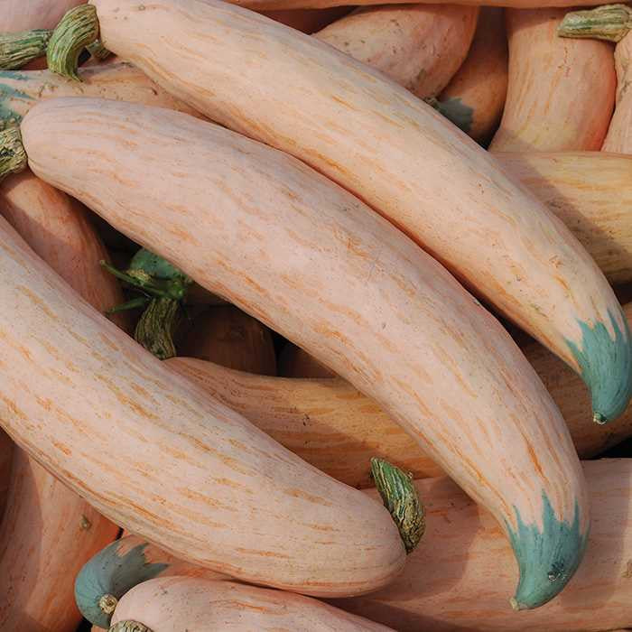 Candy Roaster Squash Cucurbita maxima Plant Seeds for Planting