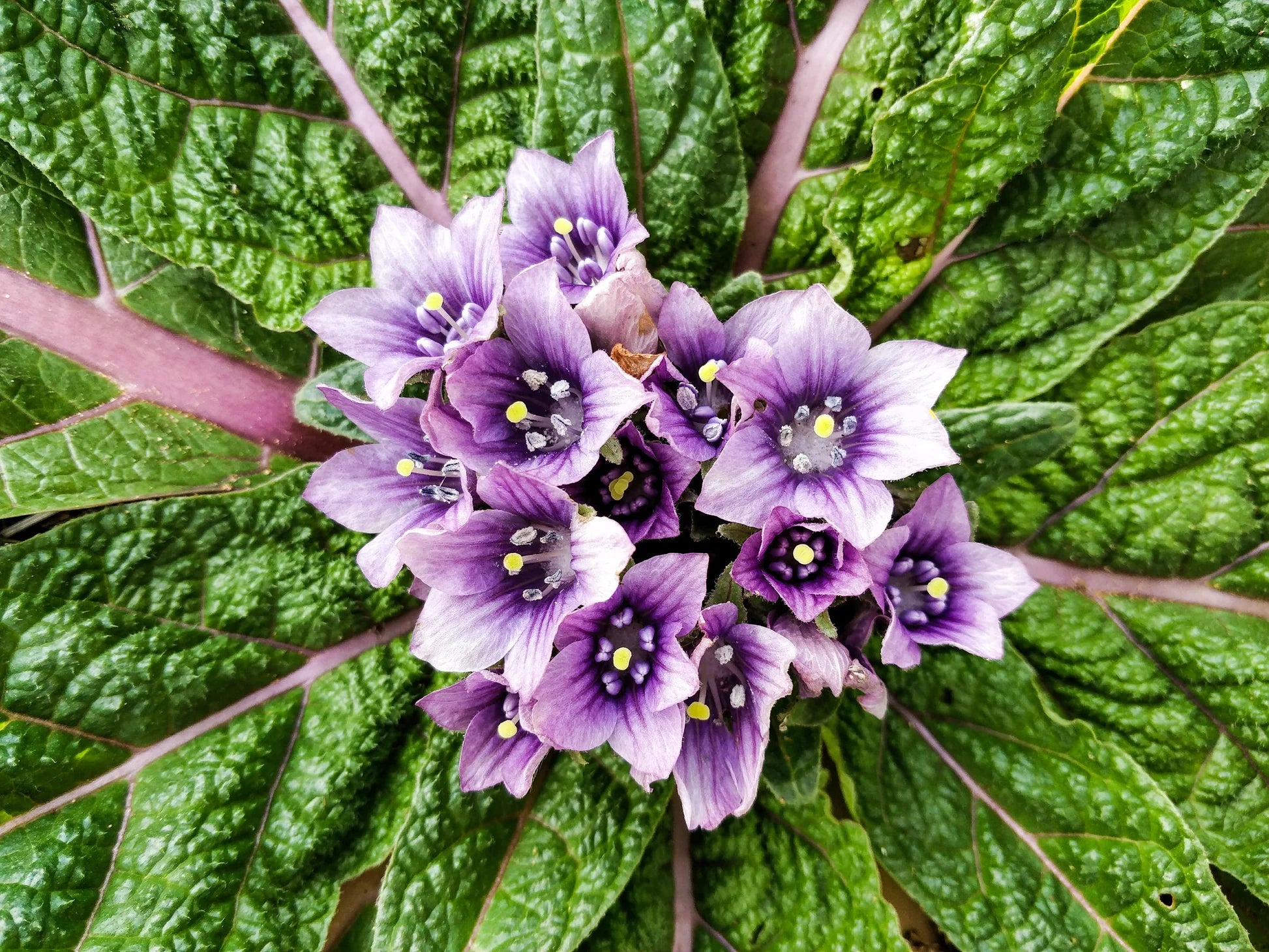 Mandragora Flower seeds blooming in flower beds, containers, borders, and pollinator-friendly gardens