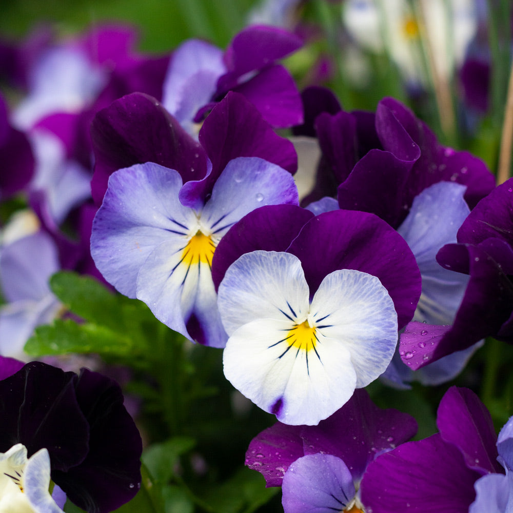 Purple Wavy Viola Planting Seed for Plantings for Planting for Fall & Spring Gardens Heirloom Non-GMO Seeds