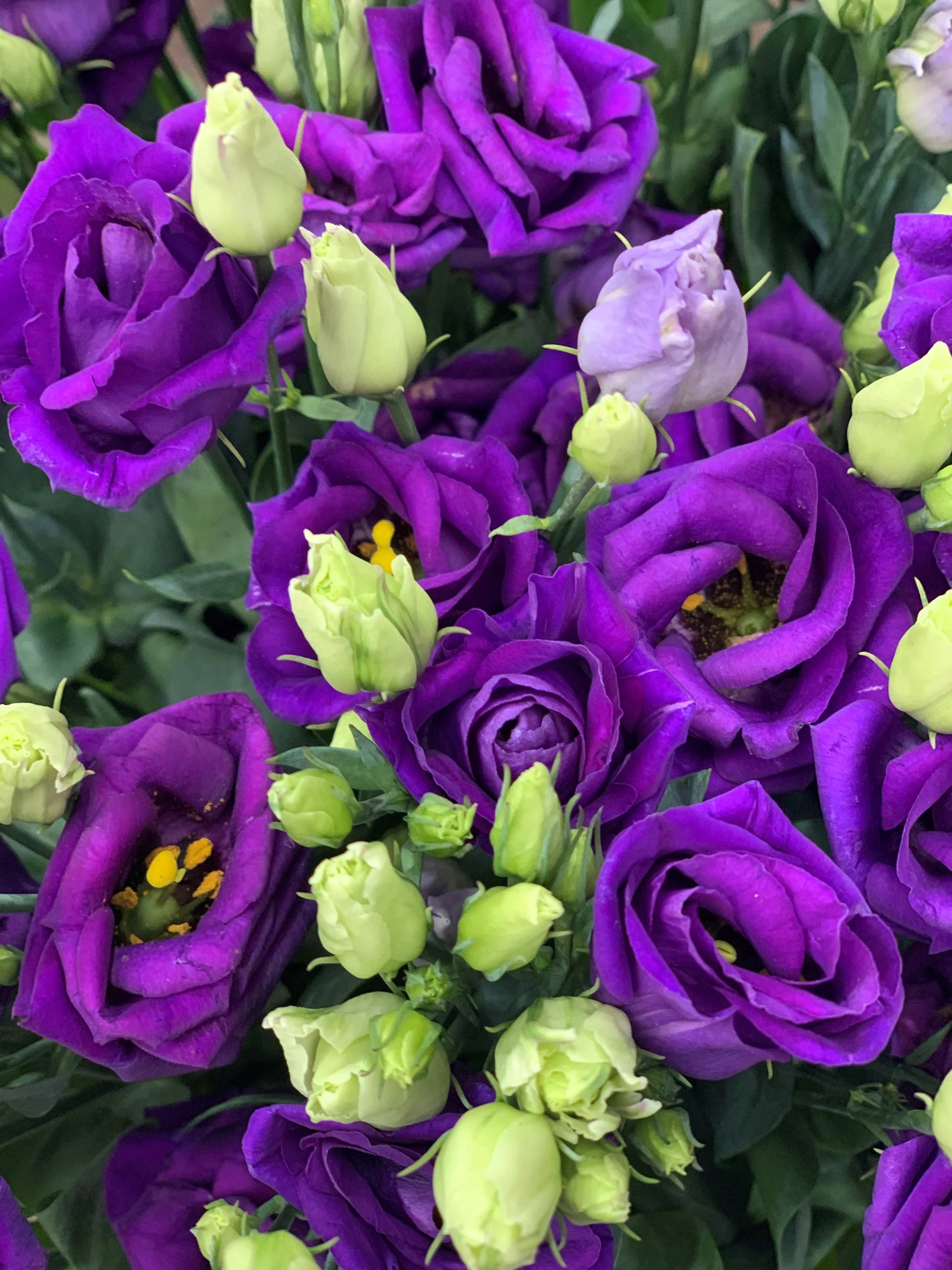 Violet Lisianthus Flower seeds for Planting - Sun Loving, Heirloom & GMO Free Seeds for Home Garden