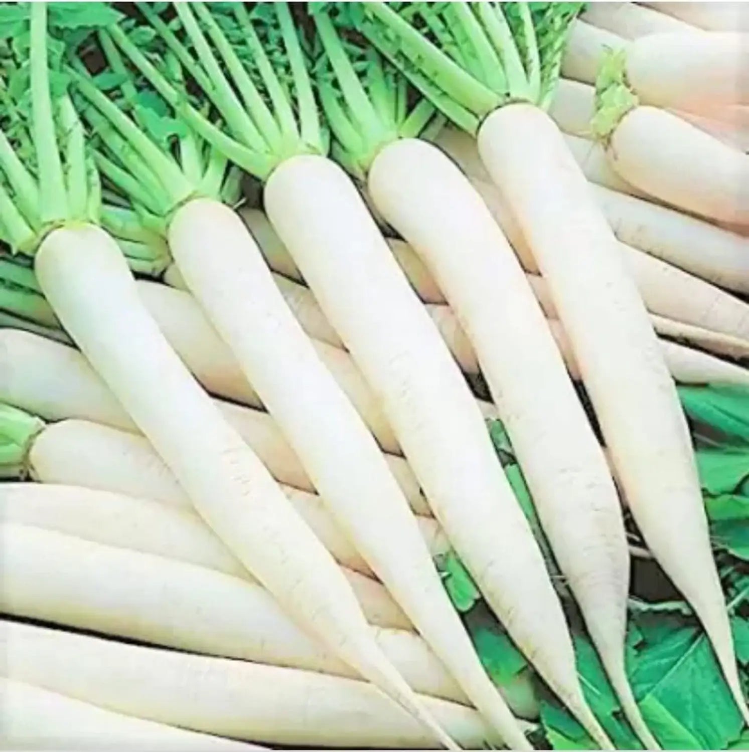 Radish Vegetable Seeds for Easy Planting