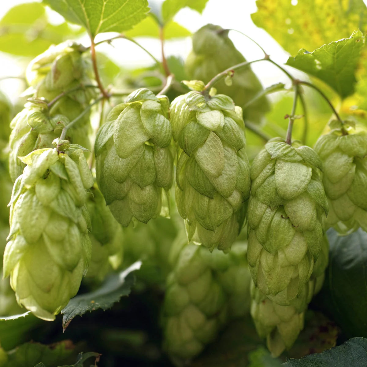Khaki Green Humulus Lupulus Flower seeds for Planting Fragrant Blossoms Heirloom & GMO Free Seeds for Home Garden
Sale