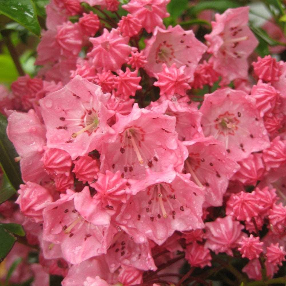 Pink Kalmia Flower seeds blooming in flower beds, containers, borders, and pollinator-friendly gardens