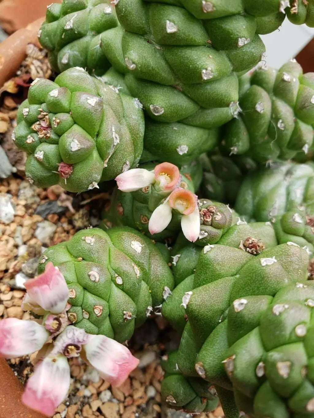 Monadenium Flower seeds for Planting - Low Maintenance, Heirloom & GMO Free Seeds for Home Garden