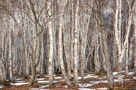 Betula Platyphylla Tree Seeds For Planting