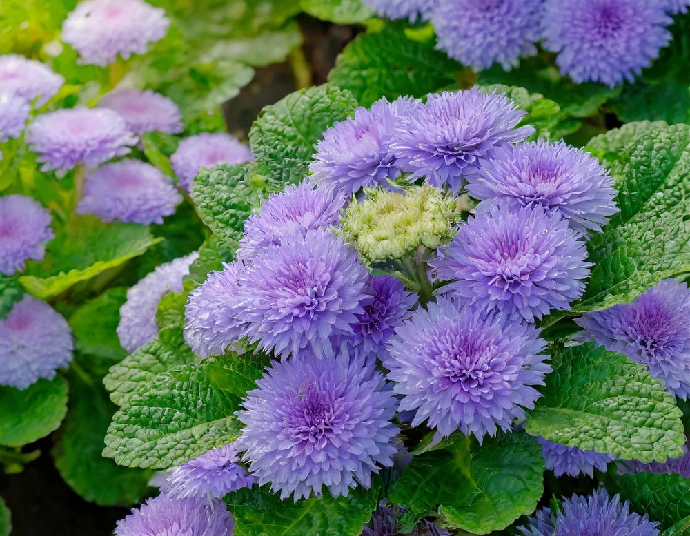 Ageratum Flower seeds for Planting Fragrant Blossoms Heirloom & GMO Free Seeds for Home Garden