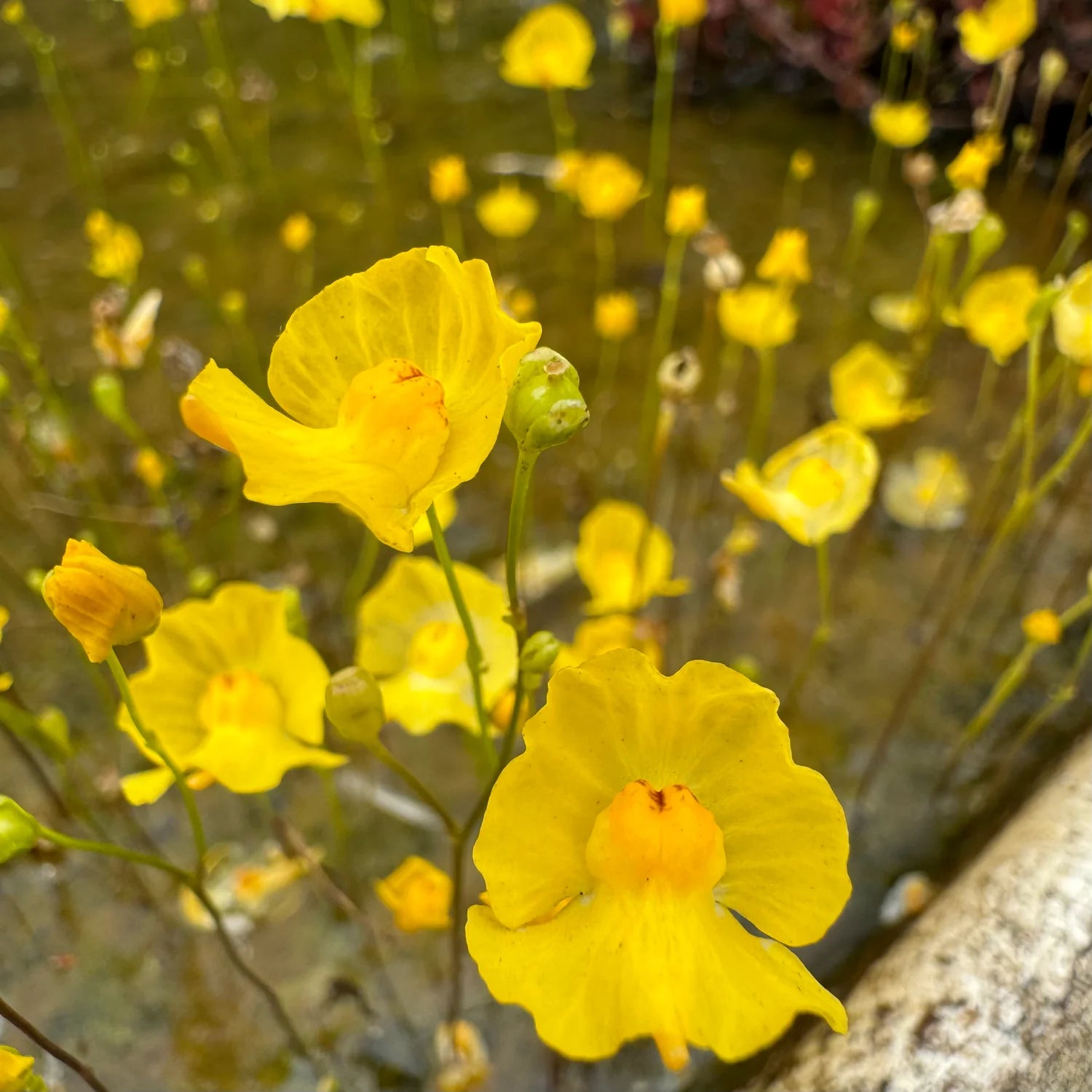 Yellow Utricularia Flower seeds for Planting - Easy to Grow, Heirloom & GMO Free Seeds for Home Garden