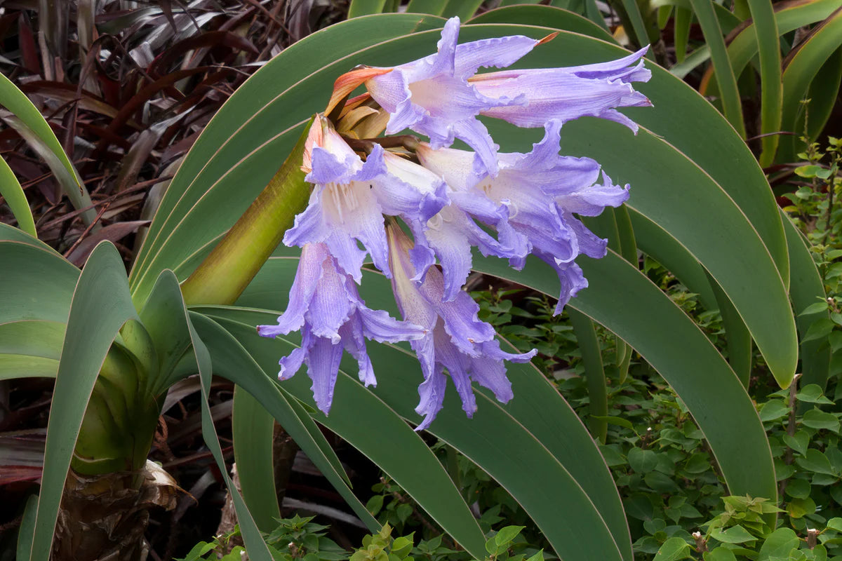White Blue Hippeastrum Flower seeds for Planting - Bright Blooms, Heirloom & GMO Free Seeds for Home Garden