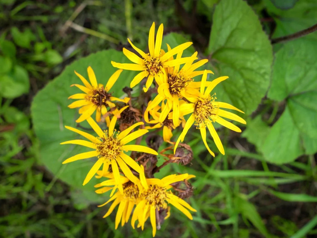 Ligularia Flower Planting Seeds for Vibrant Garden Blooms - Evergrowseeds