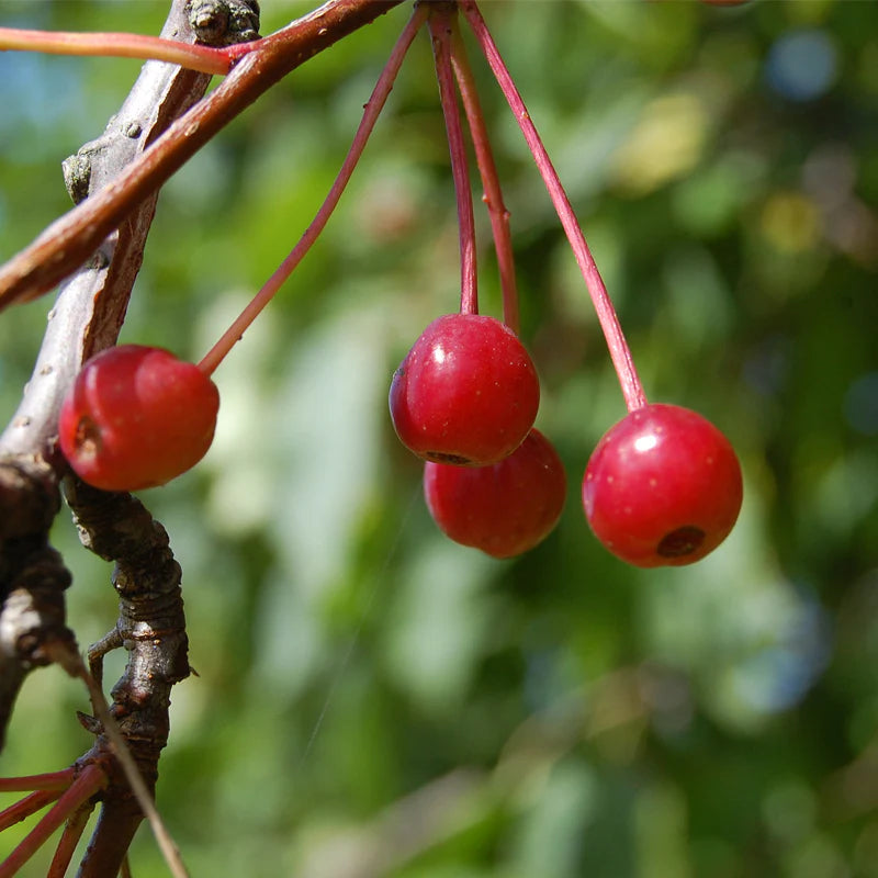 Sargent's Crabapple (Malus sargentii) Apple Seeds