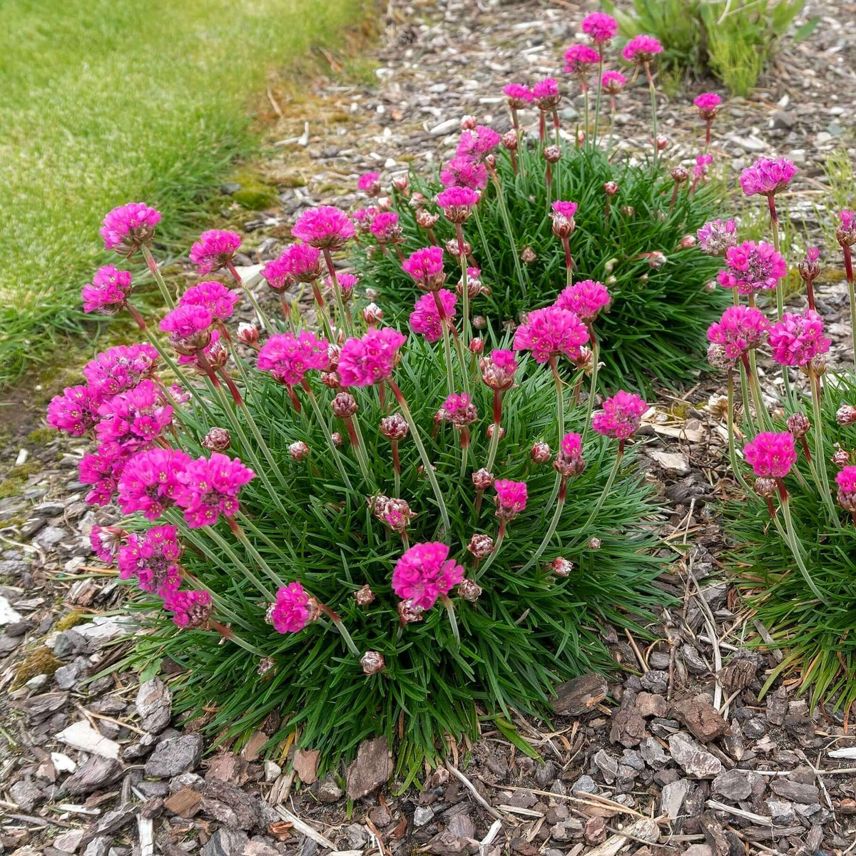 Pink Thrift Joystick Flower seeds blooming in flower beds, containers, borders, and pollinator-friendly gardens