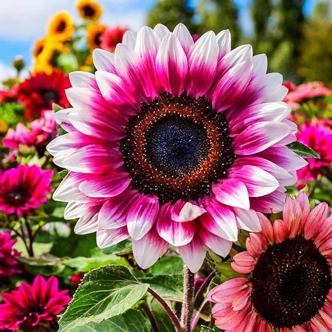 Pink White Sunflower Flower seeds blooming in flower beds, containers, borders, and pollinator-friendly gardens