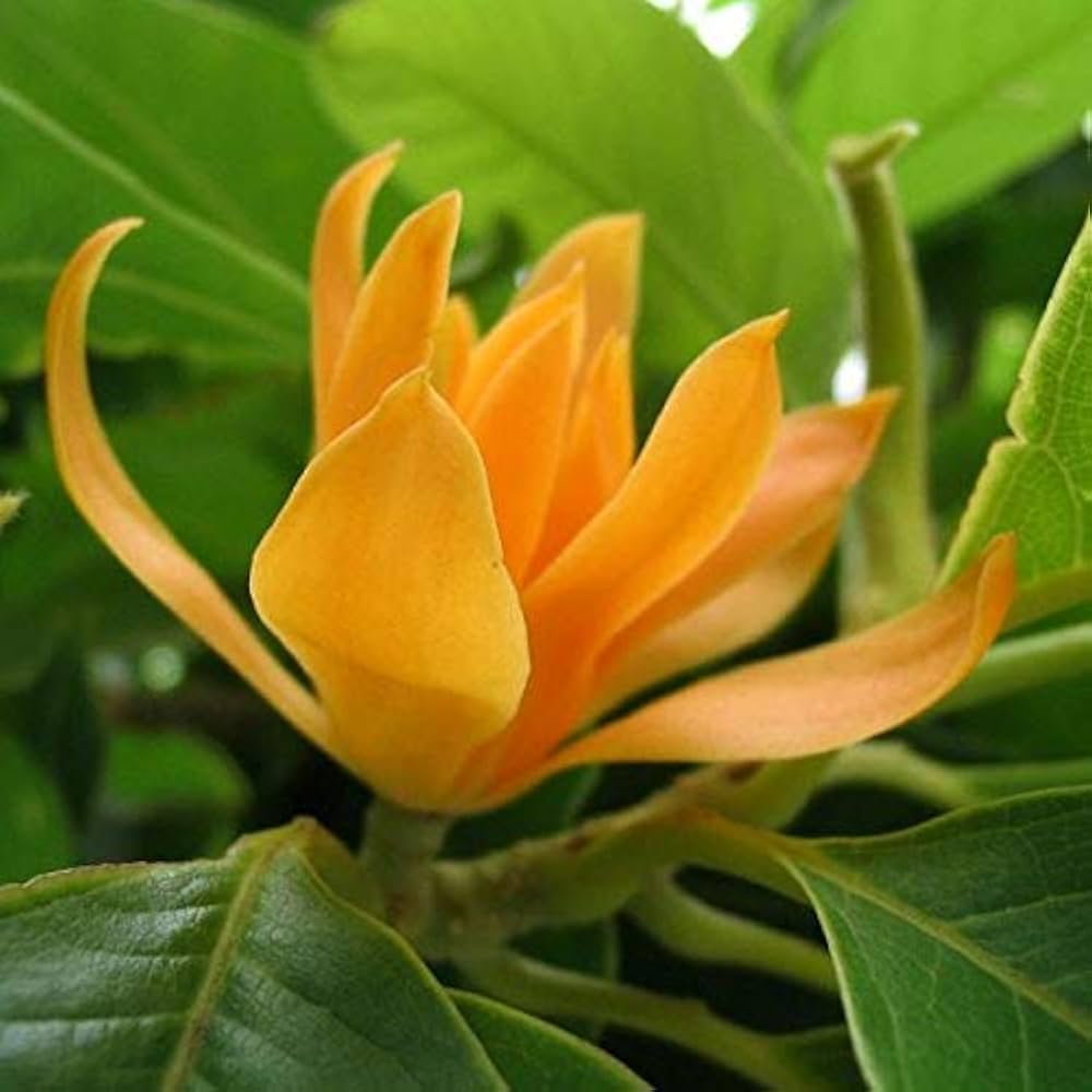 Michelia Flower seeds blooming in flower beds, containers, borders, and pollinator-friendly gardens