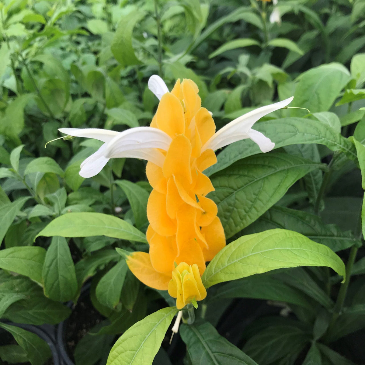 Light Yellow Pachystachys Flower seeds blooming in flower beds, containers, borders, and pollinator-friendly gardens