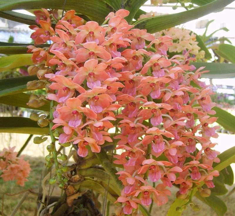 Peach Phalaenopsis Orchid Flower seeds blooming in flower beds, containers, borders, and pollinator-friendly gardens