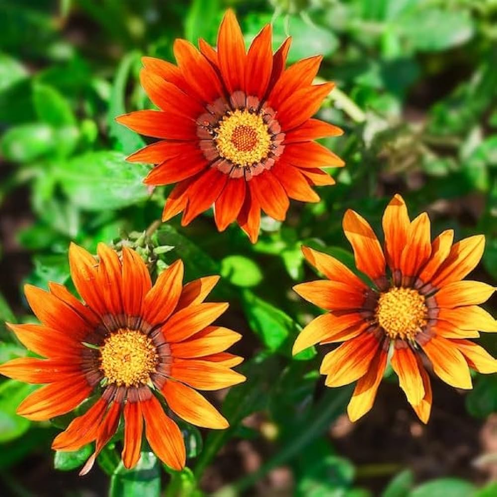 Gray Gazania Flower Seeds blooming in flower beds, containers, borders, and pollinator-friendly gardens