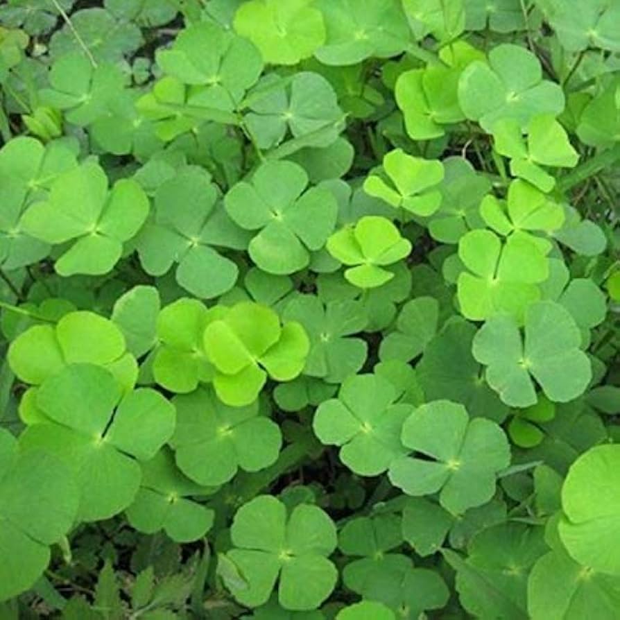 Light Green Clover Flower seeds blooming in flower beds, containers, borders, and pollinator-friendly gardens