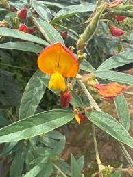 Yellow Cajanus Flower seeds for Planting - Garden Favorite, Heirloom & GMO Free Seeds for Home Garden
Sale seeds for planting in home garden
