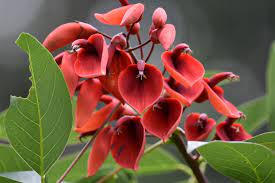 Erythrina Flower seeds blooming in flower beds, containers, borders, and pollinator-friendly gardens