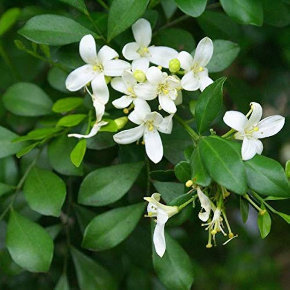 Murraya Paniculata Flower seeds blooming in flower beds, containers, borders, and pollinator-friendly gardens