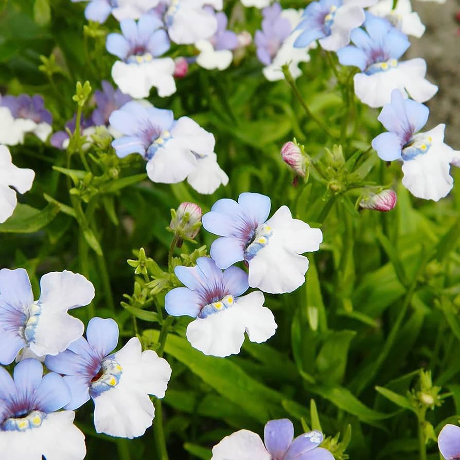 Nemesia Strumosa Flower seeds blooming in flower beds, containers, borders, and pollinator-friendly gardens