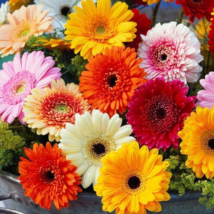 Gerbera Flower seeds blooming in flower beds, containers, borders, and pollinator-friendly gardens