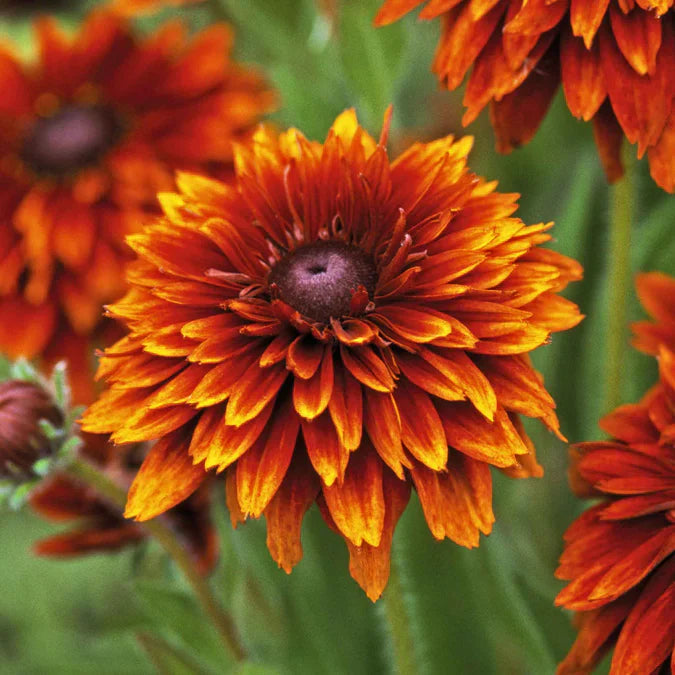 Orange Cherokee Flower seeds blooming in flower beds, containers, borders, and pollinator-friendly gardens