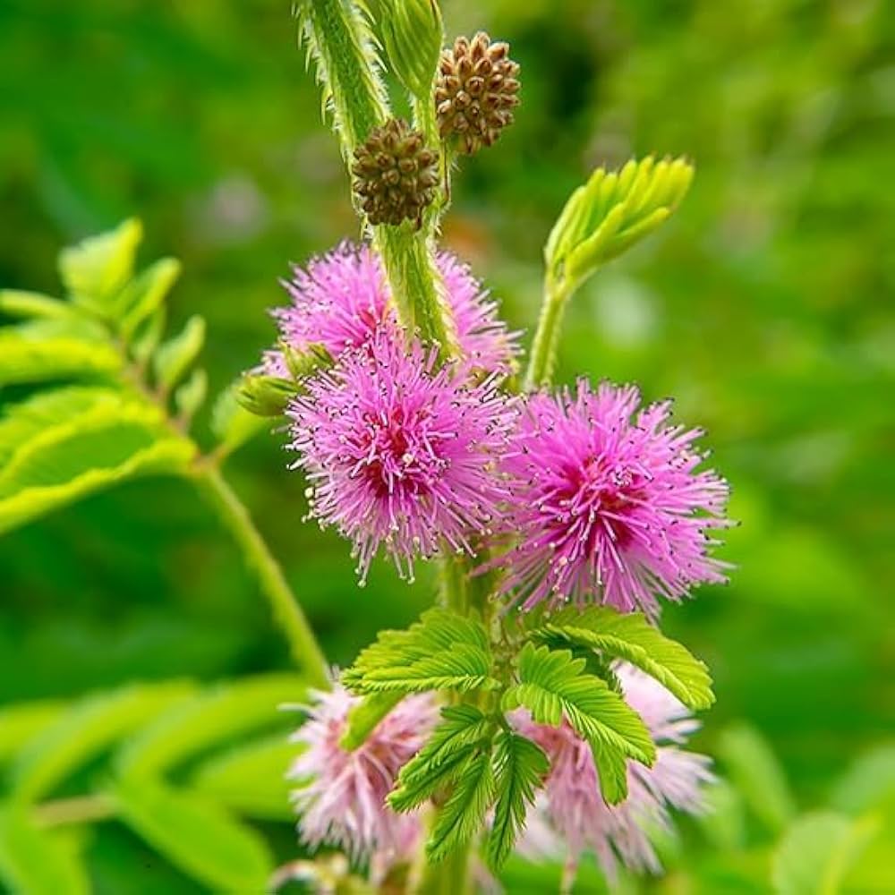 Mimosa Pudica, Touch me not, Lajalu, Sensitive Plant seeds growing in home gardens, containers, raised beds, and outdoor landscapes